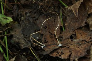 Kyj niťovitý - Macrotyphula juncea (Fr.) Berthier