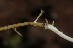 Kyj niťovitý - Macrotyphula juncea (Fr.) Berthier