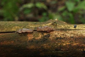 Mozkovka rosolovitá - Ascotremella faginea (Peck) Seaver