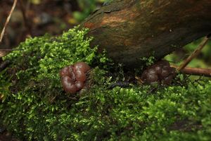 Mozkovka rosolovitá - Ascotremella faginea (Peck) Seaver