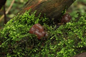 Mozkovka rosolovitá - Ascotremella faginea (Peck) Seaver