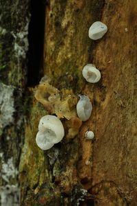 Boltcovitka ucho Jidášovo - Auricularia auricula-judae (Bull.) Quél. 1886
