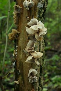 Boltcovitka ucho Jidášovo - Auricularia auricula-judae (Bull.) Quél. 1886