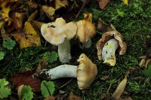 Klikni pro velký obrázek