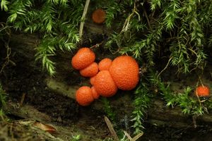 Vlčí mléko červené - Lycogala epidendrum (J.C. Buxb. ex L.) Fr.