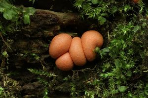 Vlčí mléko červené - Lycogala epidendrum (J.C. Buxb. ex L.) Fr.