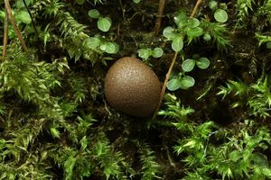 Vlčí mléko červené - Lycogala epidendrum (J.C. Buxb. ex L.) Fr.