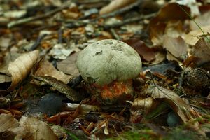 Klikni pro velký obrázek