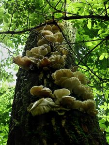 Klikni pro velký obrázek