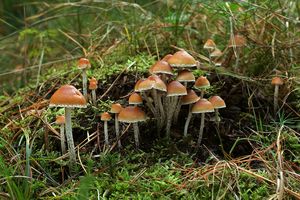 Třepenitka roztroušená - Hypholoma marginatum J. Schröt.