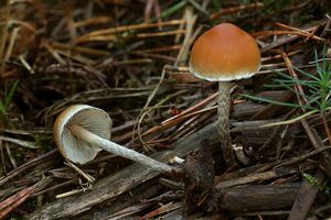 Třepenitka roztroušená - Hypholoma marginatum J. Schröt.