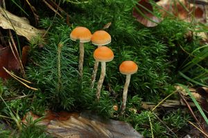 Třepenitka roztroušená - Hypholoma marginatum J. Schröt.