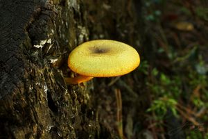 Šafránka ozdobná - Tricholomopsis decora (Fr.) Singer 1939