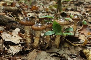 Štavnatka dvoubarvá - Hygrophorus persoonii Arnolds