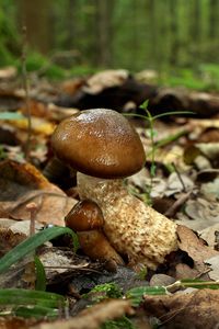 Štavnatka dvoubarvá - Hygrophorus persoonii Arnolds