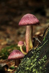 Šafránka červenožlutá - Tricholomopsis rutilans (Schaeff.) Singer 1939