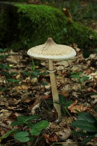 Bedla útlá - Macrolepiota mastoidea (Fr.) Singer 1951