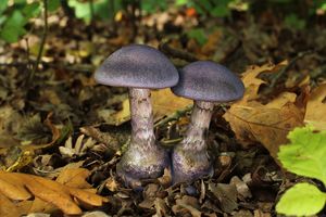 Pavučinec fialový - Cortinarius violaceus (L.) Gray