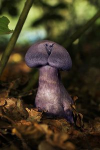 Pavučinec fialový - Cortnarius (Cortinarius) violaceus (L.) Gray