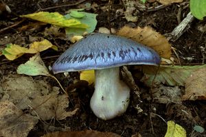 Pavučinec zářivě fialový - Cortinarius terpsichores var.calosporus Melot