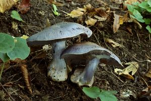 Pavučinec zářivě fialový - Cortinarius terpsichores var.calosporus Melot