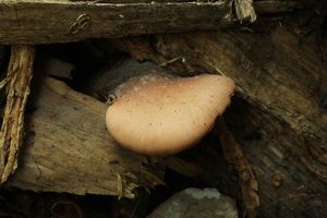 Houžovec bobří - Lentinellus castoreus (Fr.) Kühner & Maire