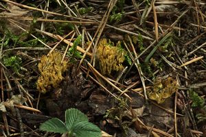 Kuřátka zelenající - Phaeoclavulina abietina (Pers.) Giachini 2011