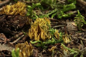 Kuřátka zelenající - Phaeoclavulina abietina (Pers.) Giachini 2011