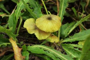 Závojenka plavozelenavá - Entoloma incanum (Fr.) Hesler 1967