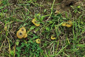 Závojenka plavozelenavá - Entoloma incanum (Fr.) Hesler 1967