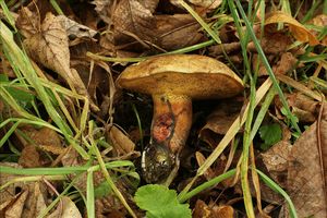 Klikni pro velký obrázek