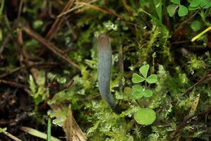 Kyjanka Grelétova - Clavaria greletii Boud.