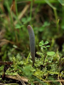 Kyjanka Grelétova - Clavaria greletii Boud.