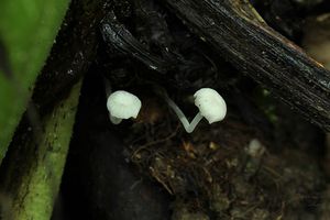 Helmovka bělostná - Hemimycena candida (Bres.) Singer