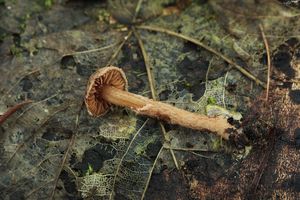 Pavučinec chřapáčovitý - Cortinarius helvelloides (Bull.) Fr. 1838