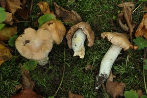 Pavučinec kyselý - Cortinarius acetosus (Velen.) Melot 1987