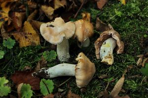 Pavučinec kyselý - Cortinarius acetosus (Velen.) Melot 1987