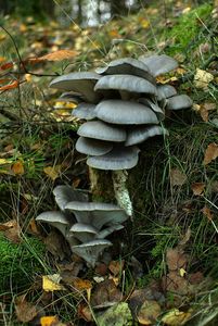Hlíva ústřičná - Pleurotus ostreatus (Jacq.) P. Kumm. 1871