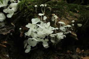 Žebernatka maličká - Delicatula integrella  (Pers.) Fayod 1889