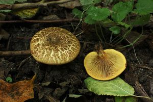 Čechratka olšová - Paxillus rubicundulus P.D. Orton 1969