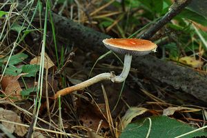 Lysohlávka plavá - Leratiomyces squamosus var.thraustus (Kalchbr