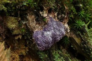 Rážovka fialová - Nectriopsis violacea (J.C. Schmidt ex Fr.) Maire