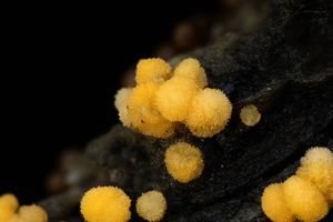 Tyčkovka žlutá - Bactridium flavum  Kunze 1817