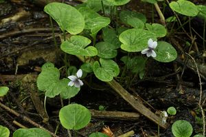 Violka bahenní (Viola palustris L.)