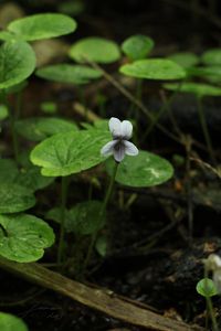 Violka bahenní (Viola palustris L.)