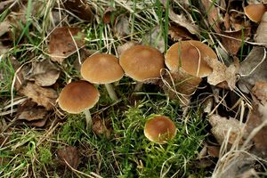 Křehutka hnědošedá f. jarní - Psathyrella spadiceogrisea f. vernalis