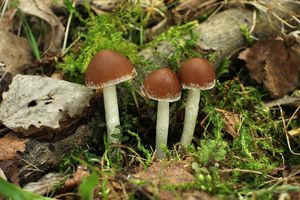 Křehutka hnědošedá f. jarní - Psathyrella spadiceogrisea f. vernalis