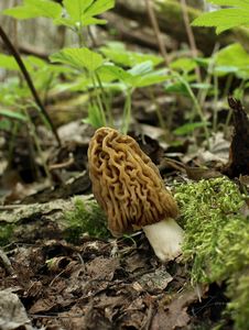 Kačenka česká - Verpa bohemica (Krombh.) J. Schröt. 1893