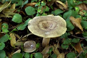 Ryzec kroužkatý - Lactarius circellatus Fr.
