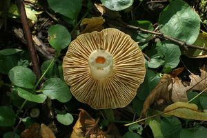Ryzec kroužkatý - Lactarius circellatus Fr.